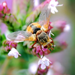 Fliegen auf Blüten