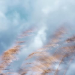 Das Schilf wiegt sich Wind