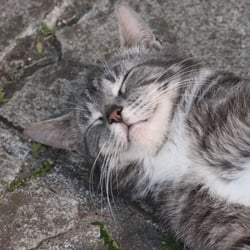 Cats Photography 2012 No. 02