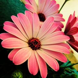 3531 Osteospermum
