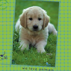hund2