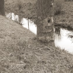 Bäume Jan. 2014