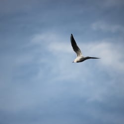 Photography 2012 Flight…