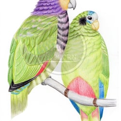 twosome parrots [close up]| farbstiftzeichnung