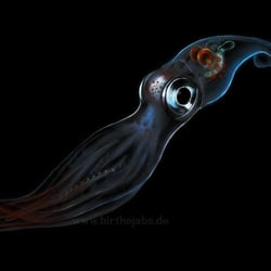 Digitale Illustration eines Tiefseekalmars