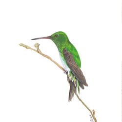 Vogelillustrationen