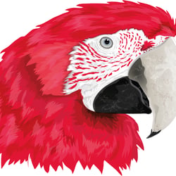 Papagei rot