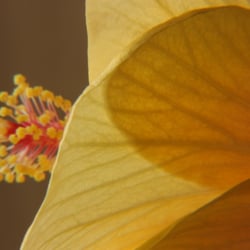Hibiskusblüte