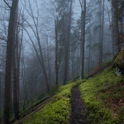 Nebel am Schluchtensteig