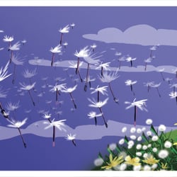 BLOG Pusteblume
