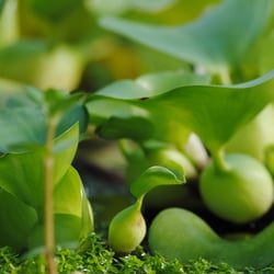 Botanischer Garten