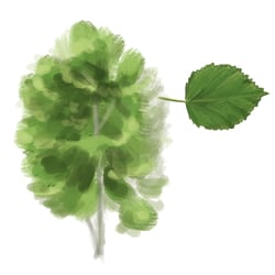 Baum 2
