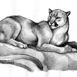 Puma