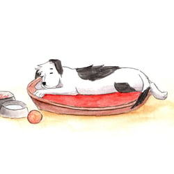 Hund im Körbchen