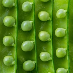 foodfotografie-erbsen-studio-leipzig-carolin-reschke-3