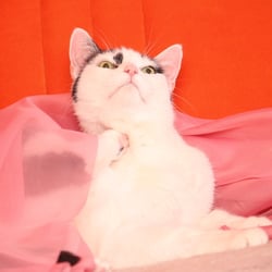 Bastet the Cat 2012 Teil 03