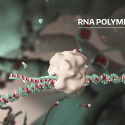 polymerase