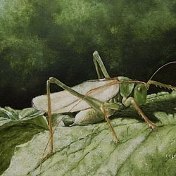 Großes Heupferd, Aquarell auf Papier