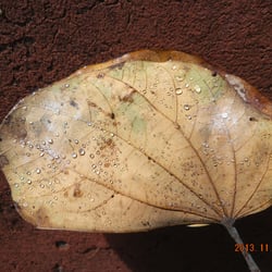 Blatt, gesehen auf Teneriffa