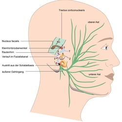N.facialis