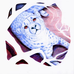 Gepard