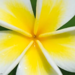 Blumenbild (41 von 60)