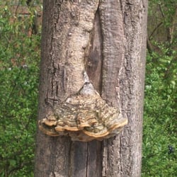 Tree No 12