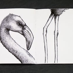 Flamingo