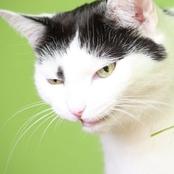 Bastet the Cat 2012 Teil 02