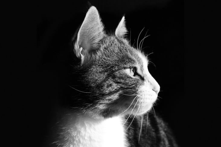 Lines BW Portrait 1