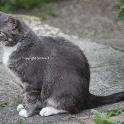 Cat Juli 2014 © by Dina.T