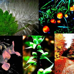 Fotokunst-Collage II