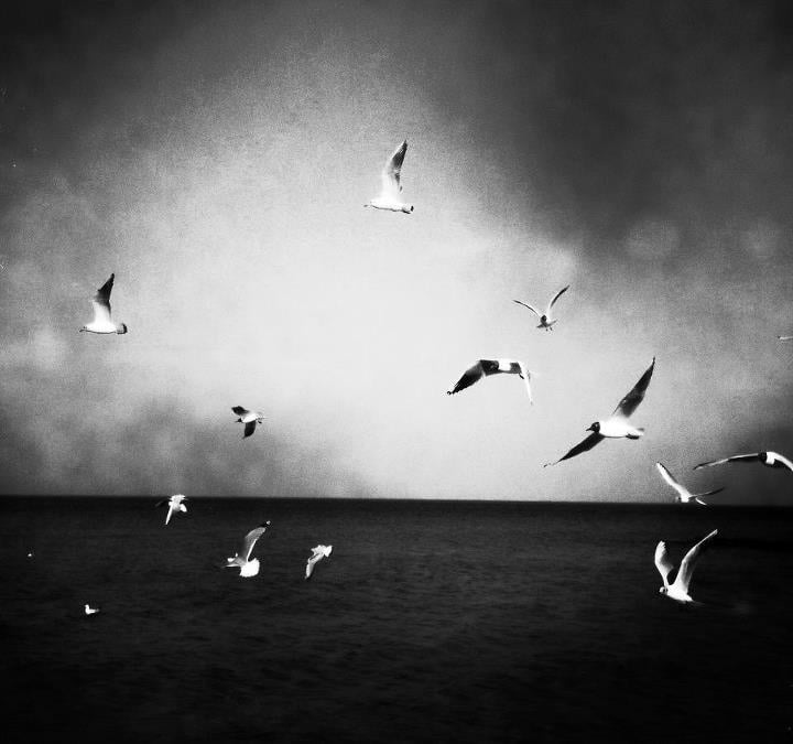 carolina harkort photography