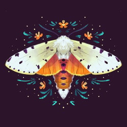 White Ermine Moth