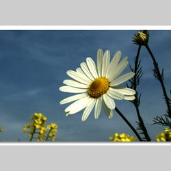Fotografie-Natur