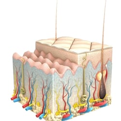 Epidermis draft 4