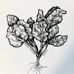 VerenaFaeth Spinach Ink