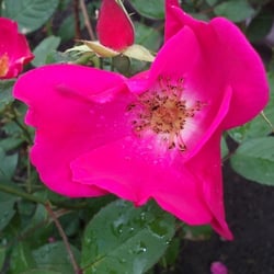 Natur 2012 Blumen
