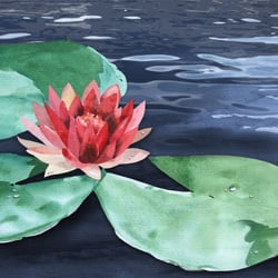 “NYMPHEA” – Aquarell