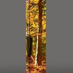 1595.01 Im Herbstwald