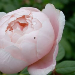 Beauty Spot