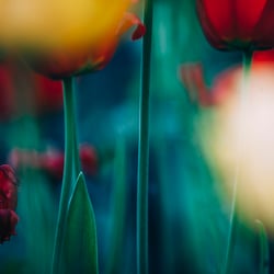 JS1505−1182-a jean schwarz fineart flowers