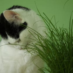 Bastet and her Cat Grass
