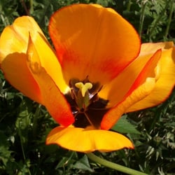 Flowers 19