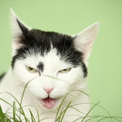 Bastet the Cat