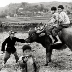 Buffalo Riding – Tuan Giao – Northwest Vietnam