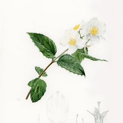 Botanical Ill 150dpi