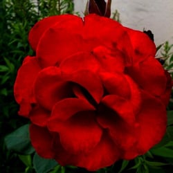 Natur 2012 Blumen