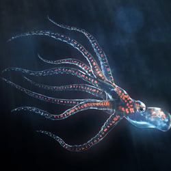 Mini Octopus II | TiefenWerft
