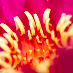 Blumenbild (40 von 60)
